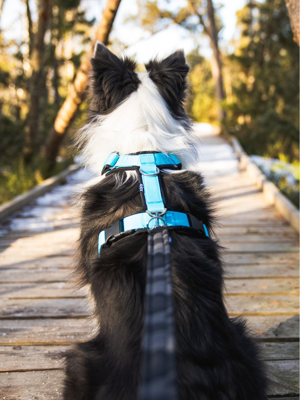 Comfort plus harness - fuchsia 4dox