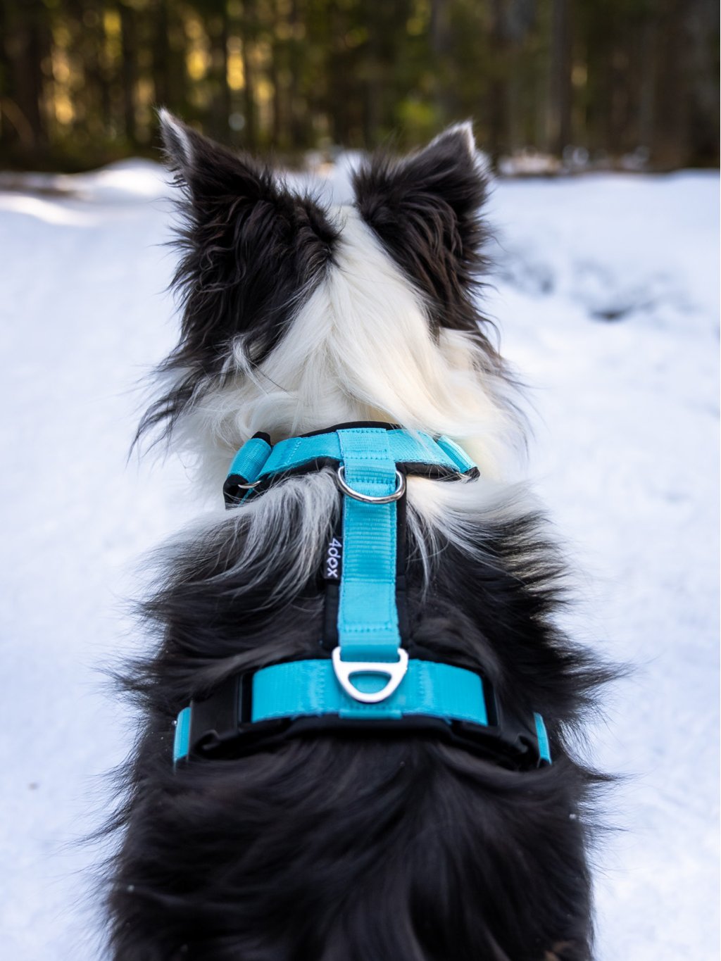 Comfort plus harness - fuchsia 4dox