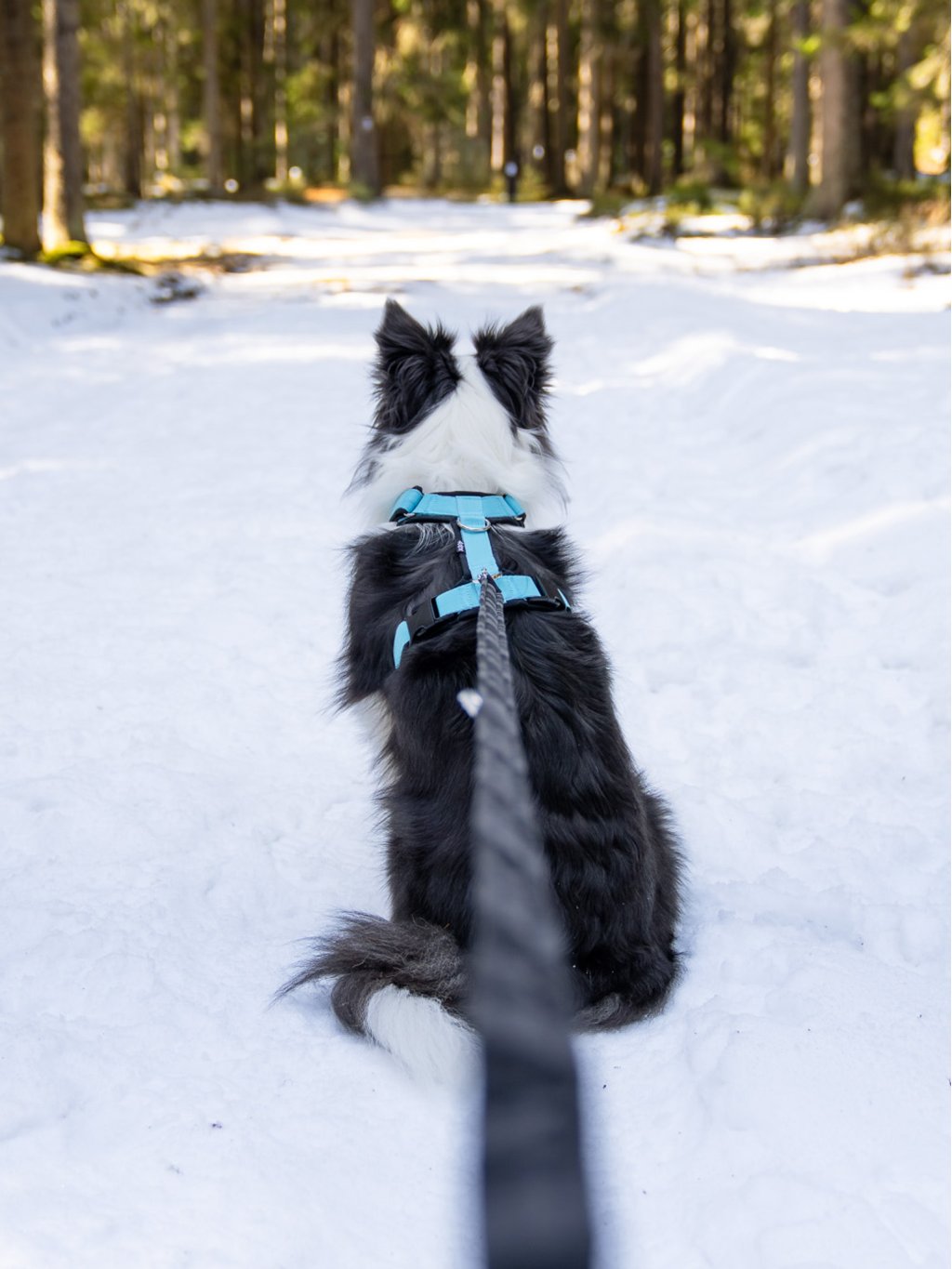 Comfort plus harness - fuchsia 4dox