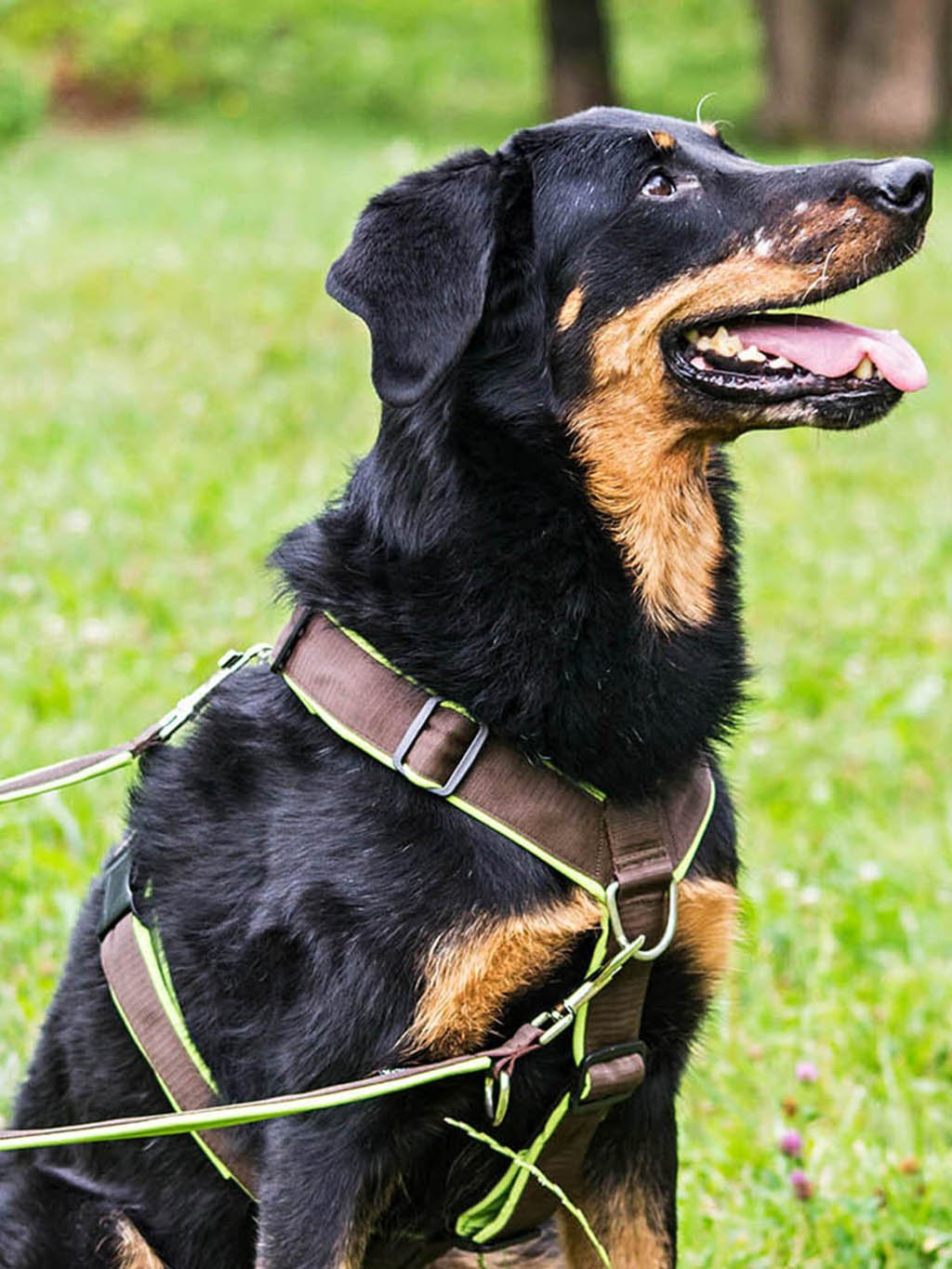 Comfort plus harness - fuchsia 4dox