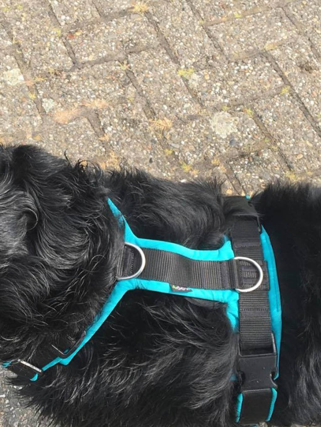Comfort plus harness - fuchsia 4dox