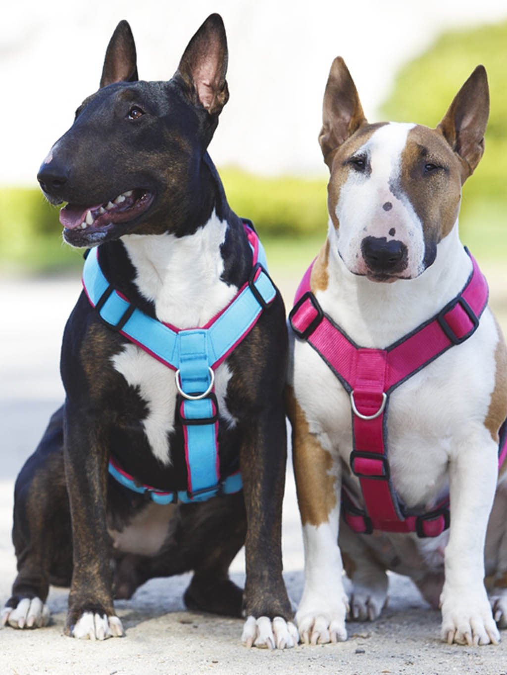 Comfort plus harness - fuchsia 4dox