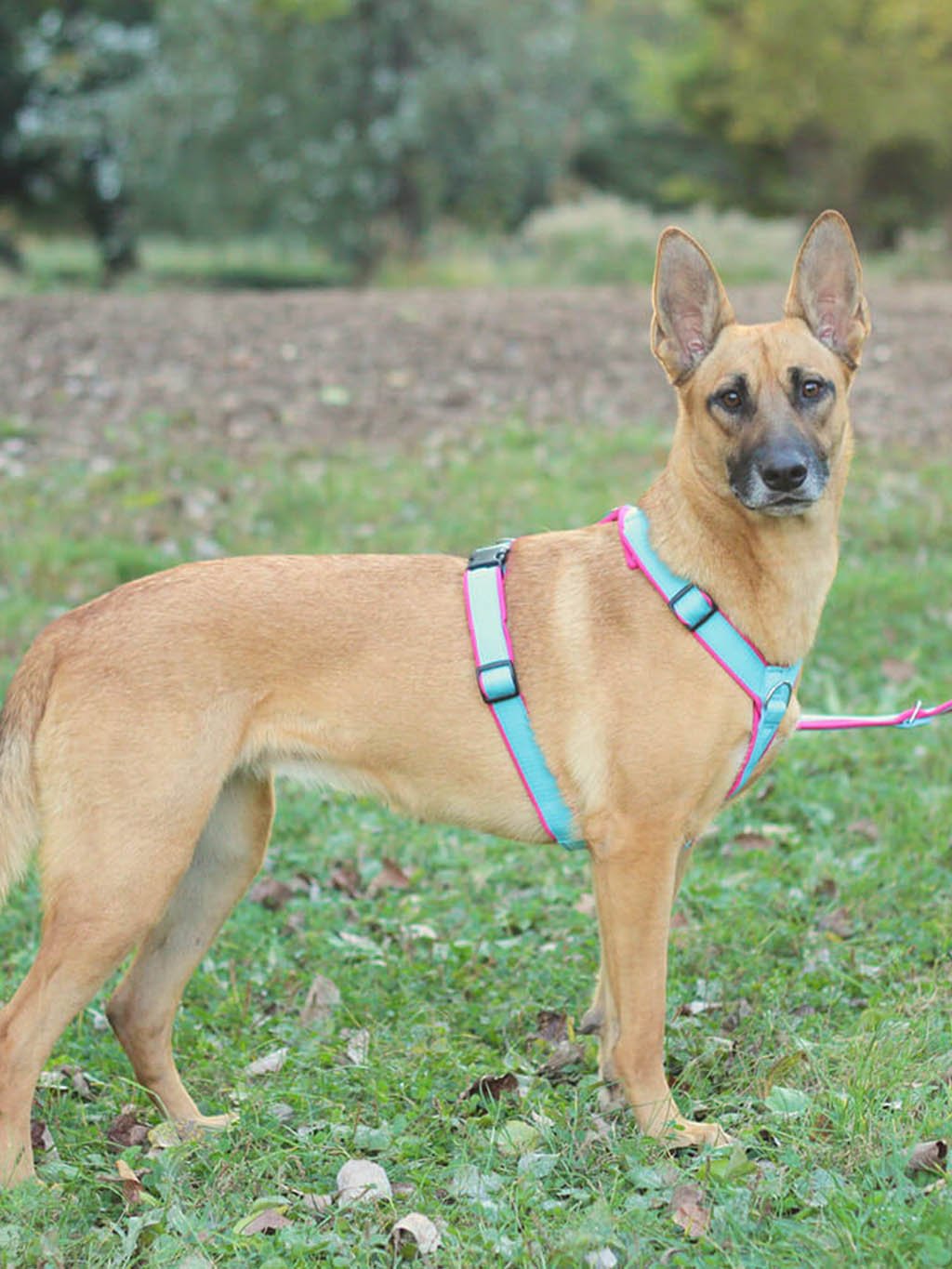 Comfort plus harness - fuchsia 4dox