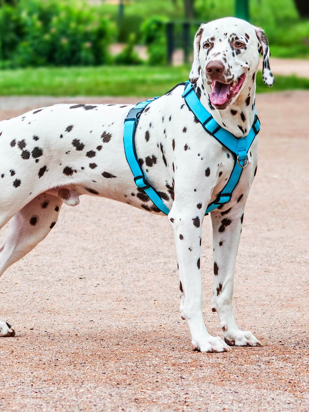 Comfort plus harness - pink with paws