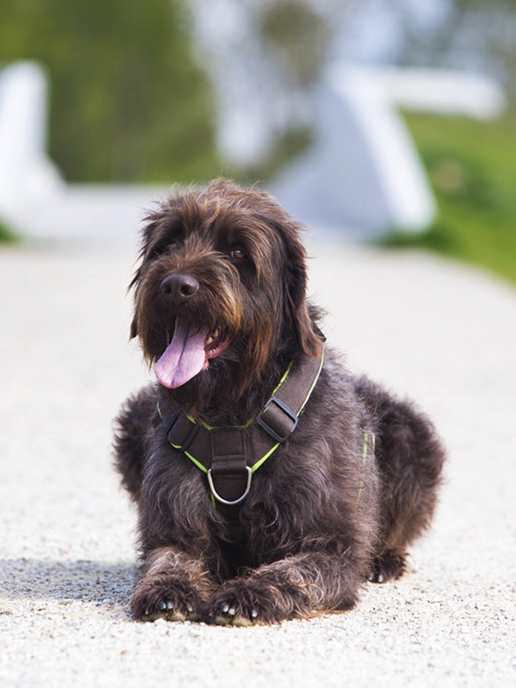 Comfort plus harness - pink with paws