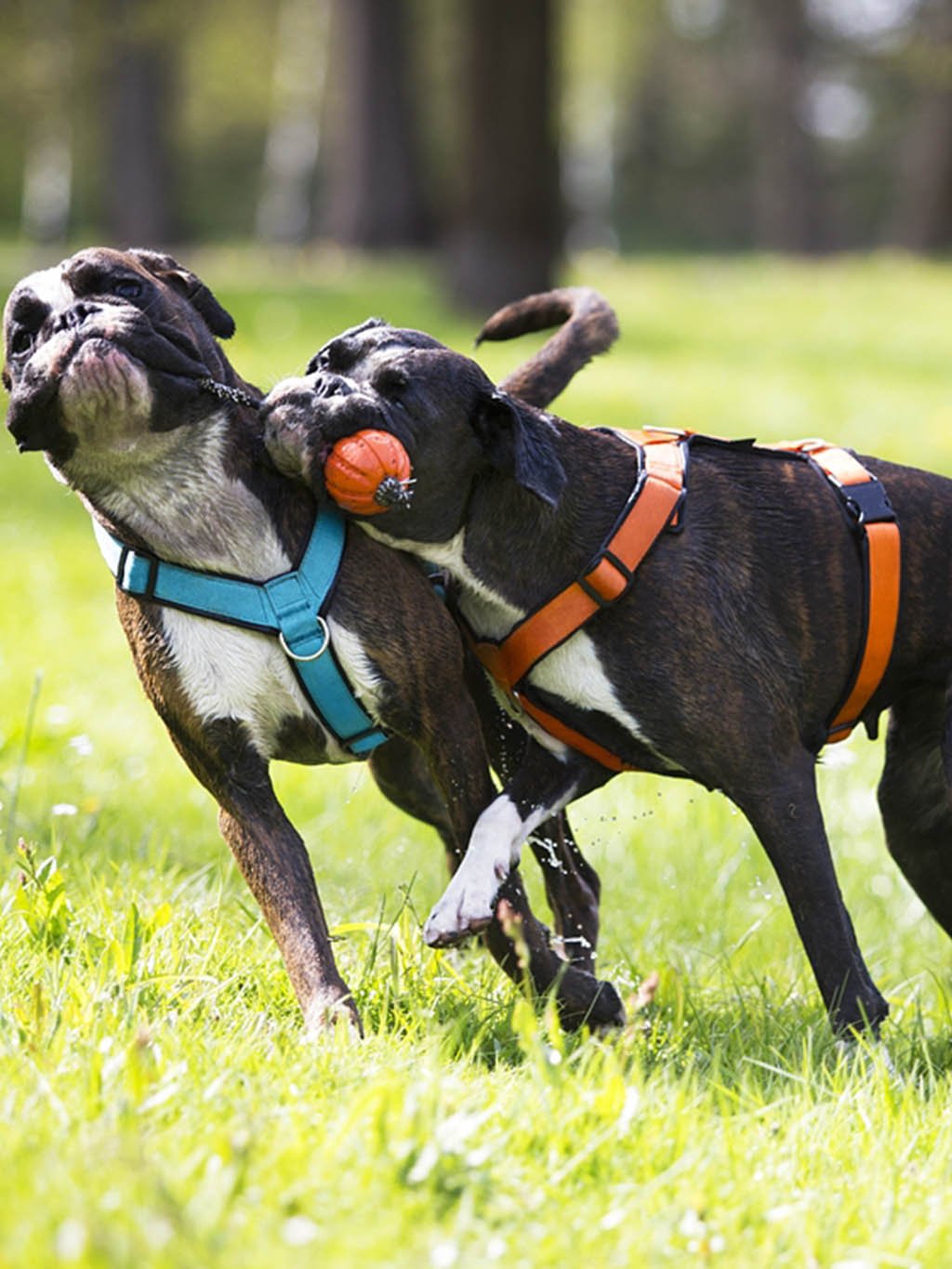 Comfort plus harness - pink with paws