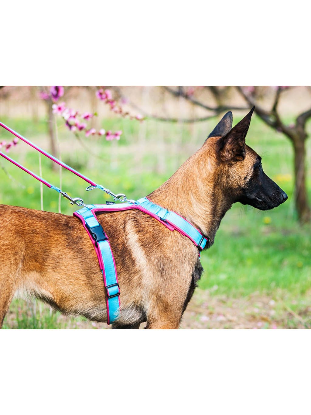 Comfort plus harness - pink with paws