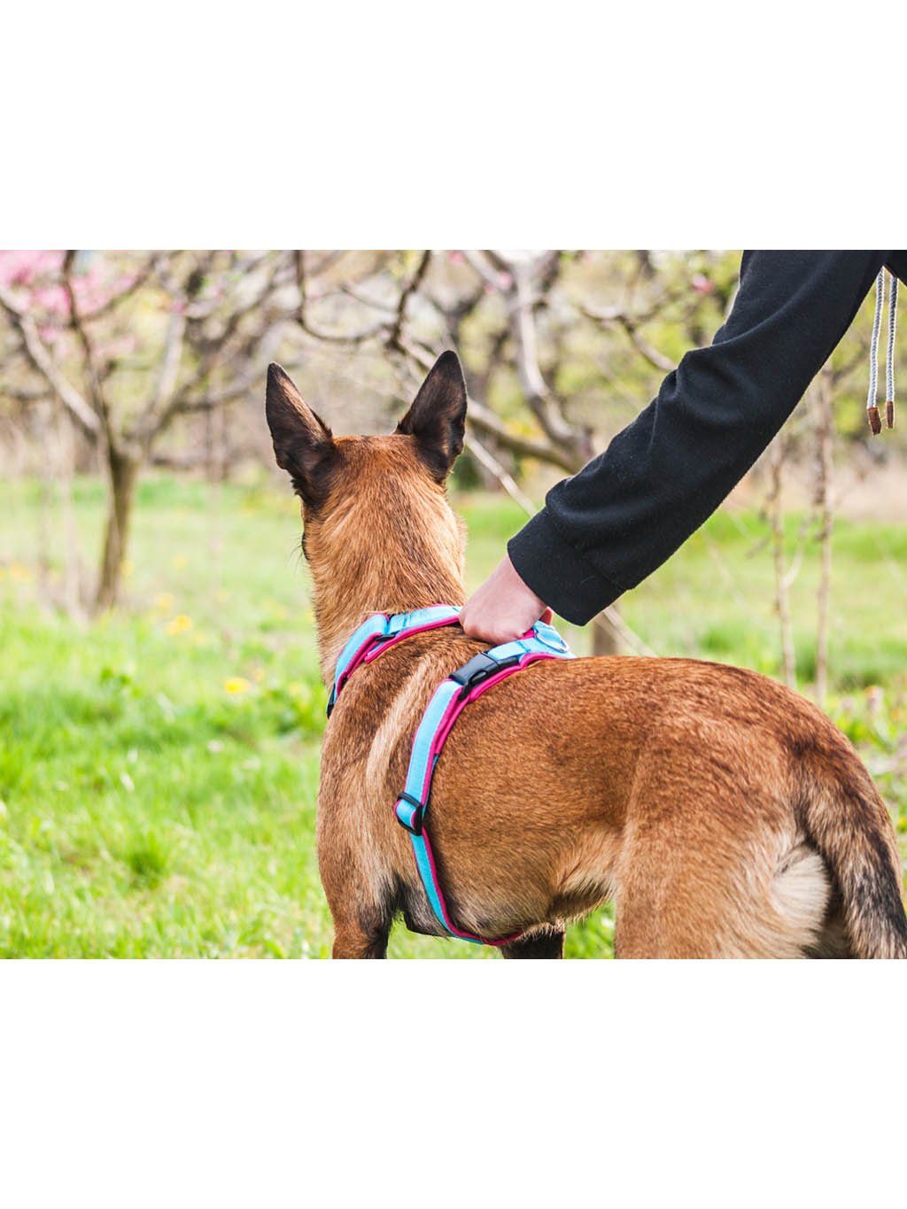 Comfort plus harness - pink with paws