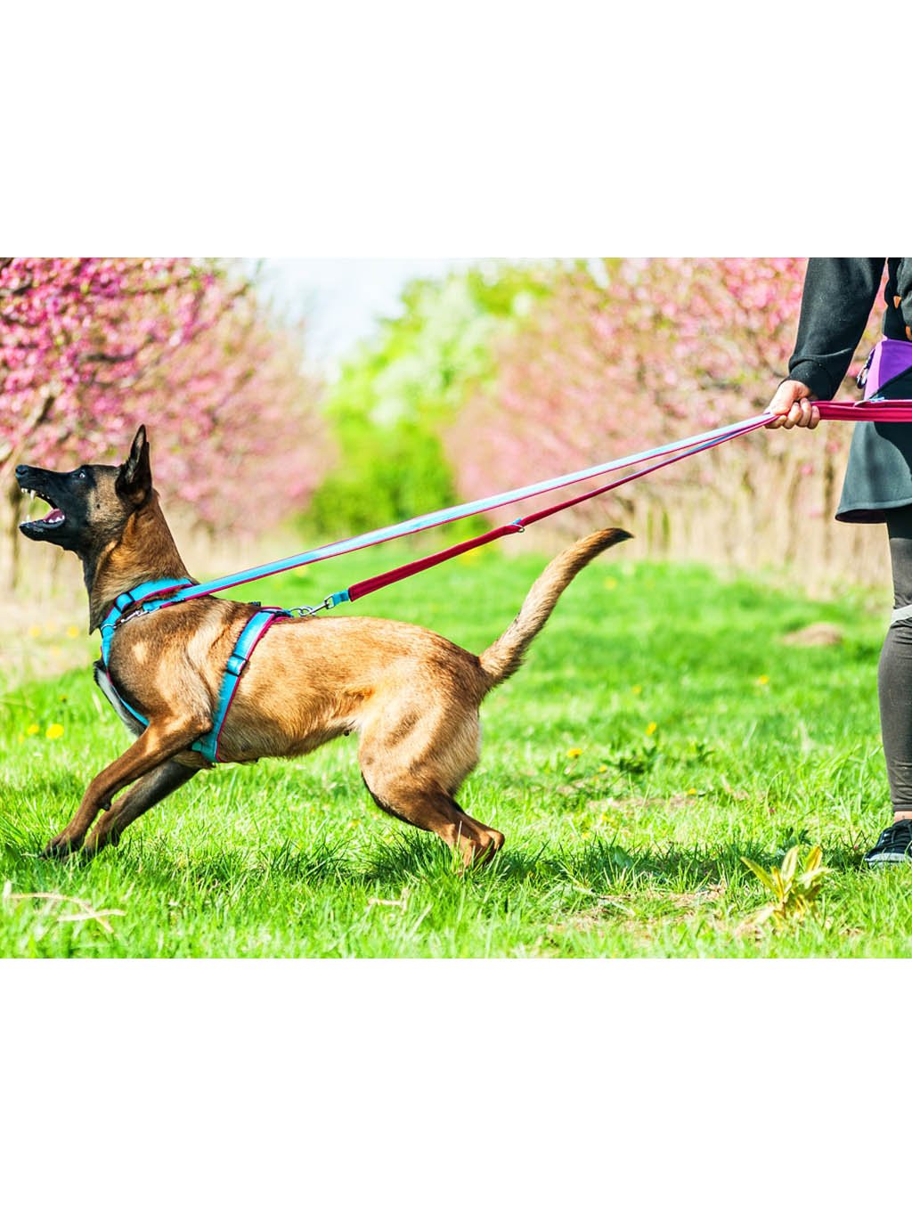 Comfort plus harness - pink with paws