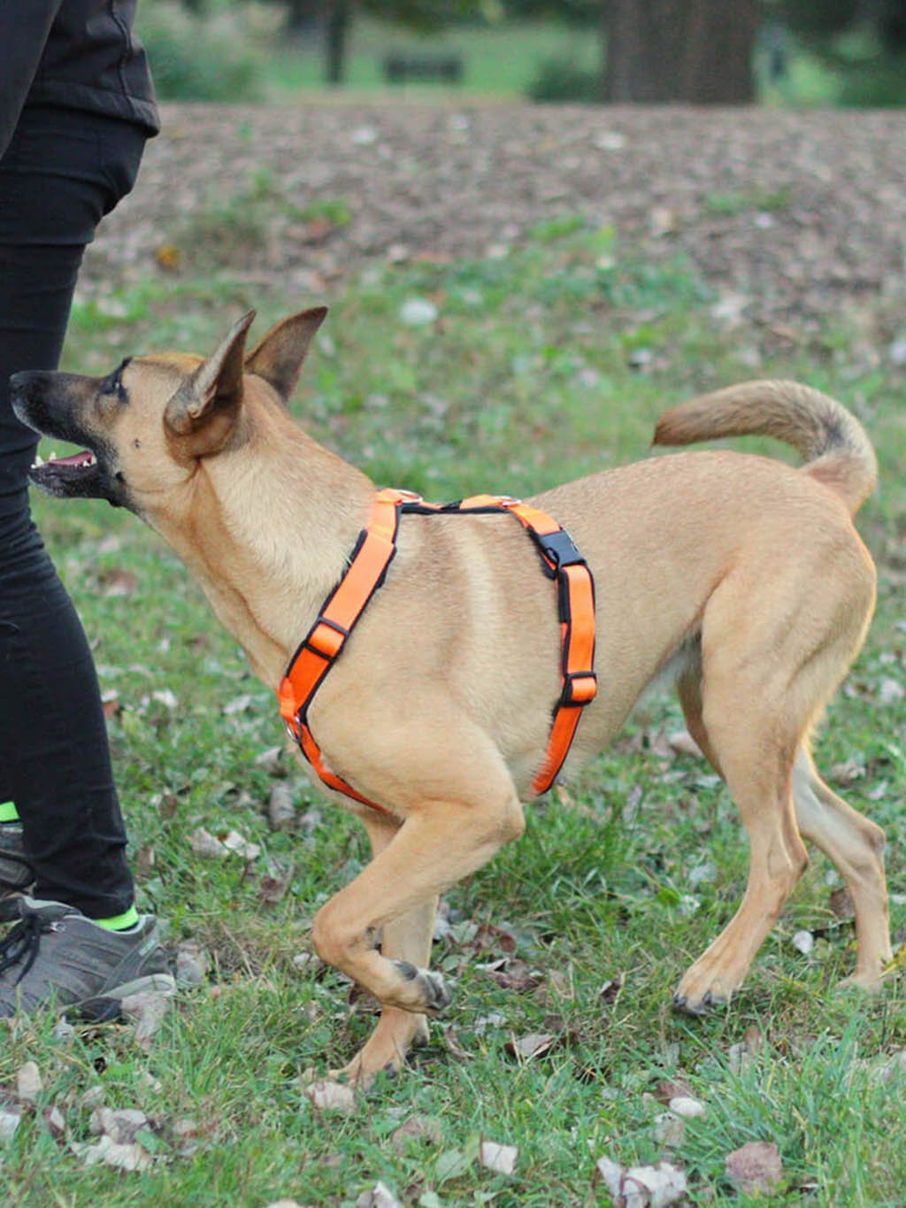 Comfort plus harness - pink with paws