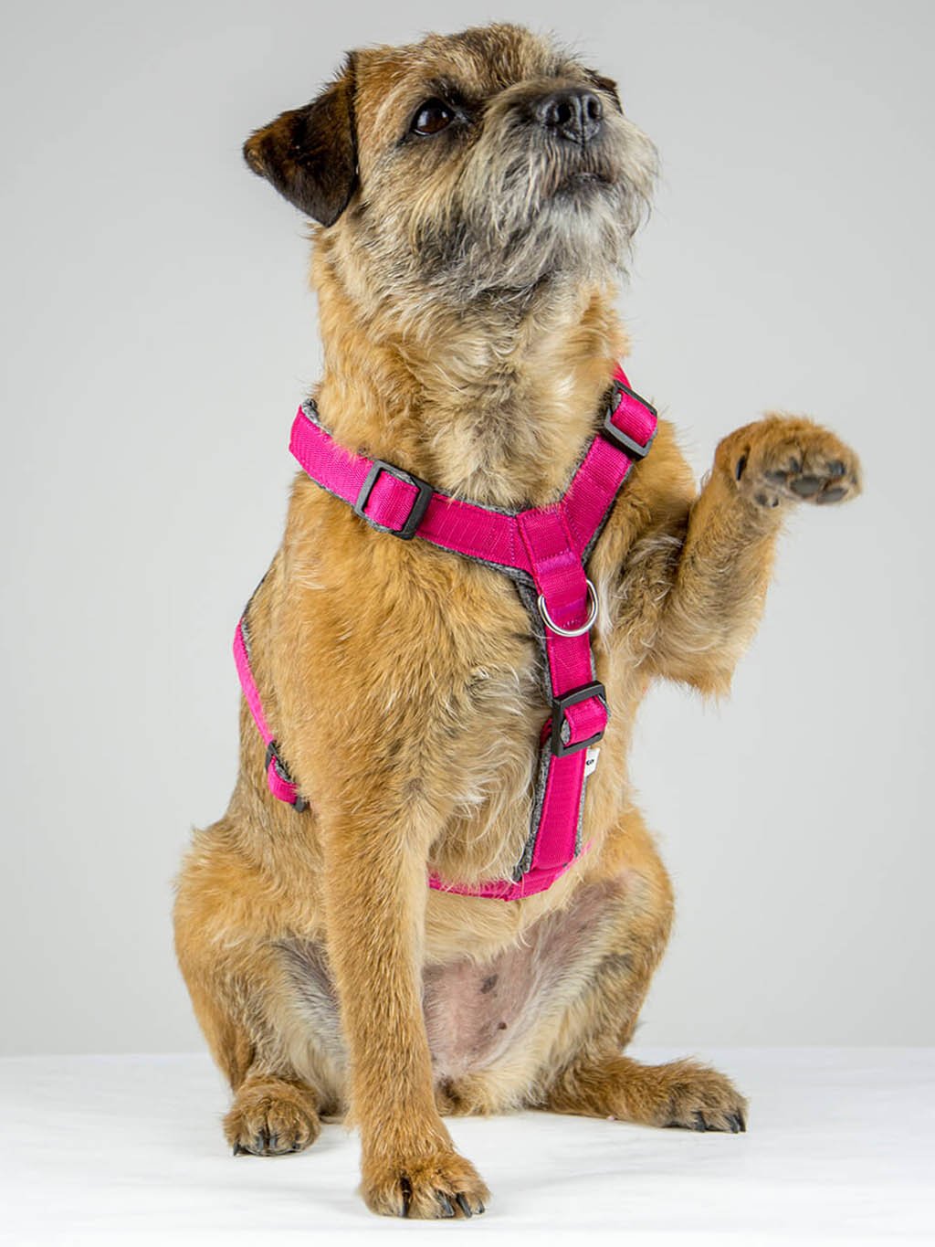 Comfort plus harness - pink with paws