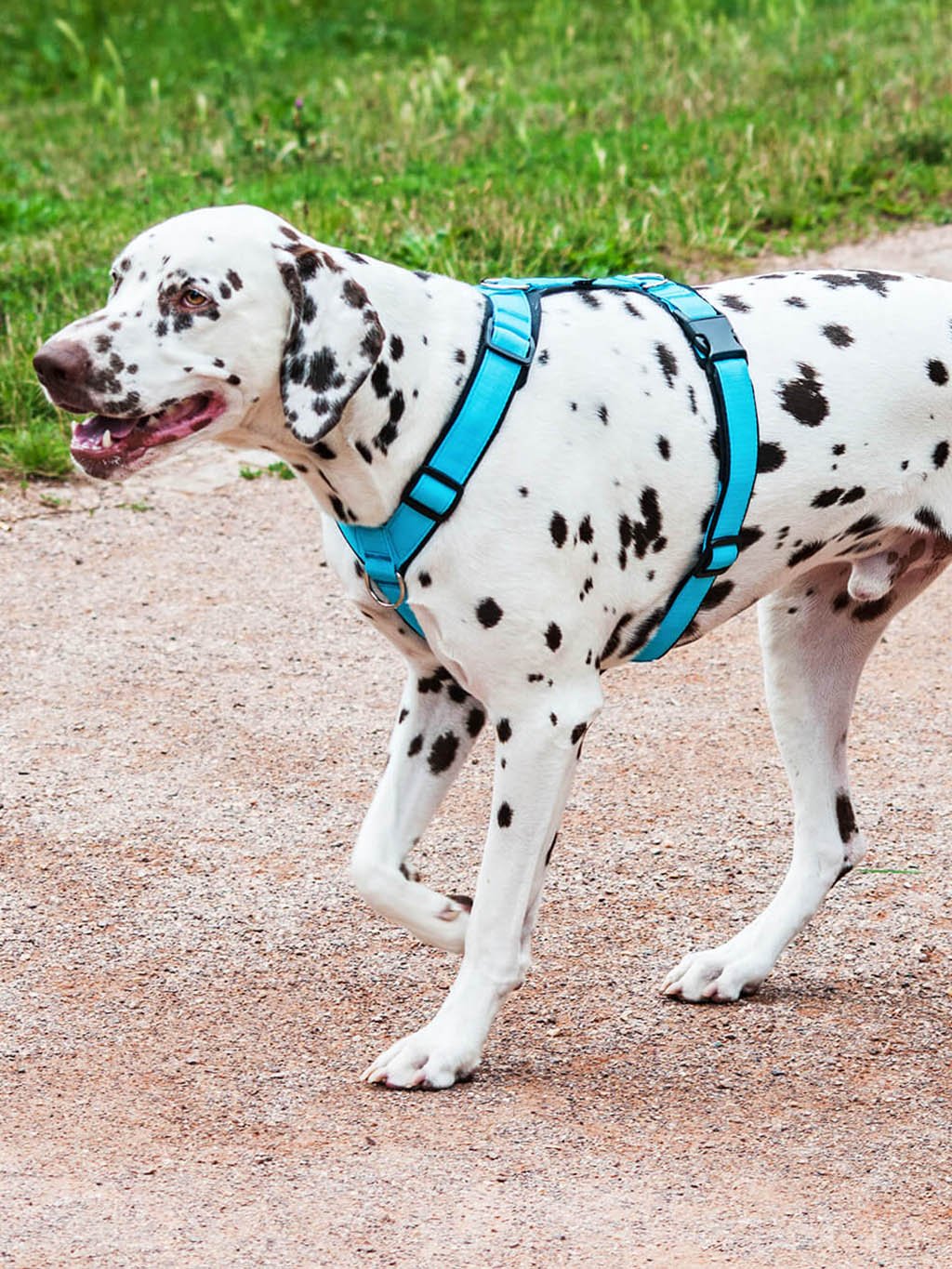 Comfort plus harness - cinnamon with paws