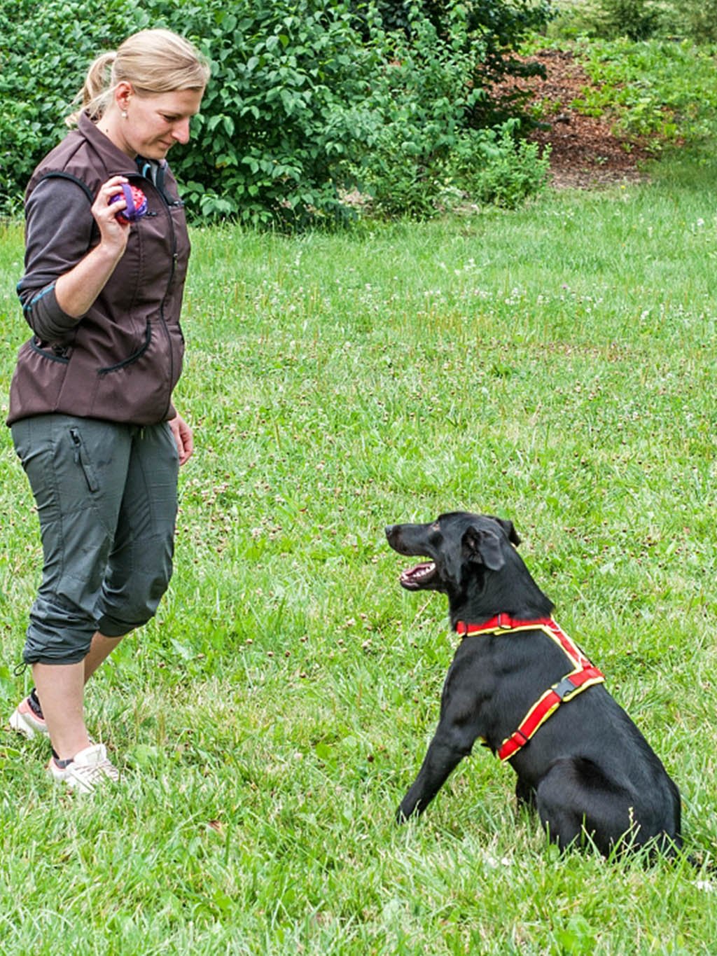 Comfort plus harness - cinnamon with paws