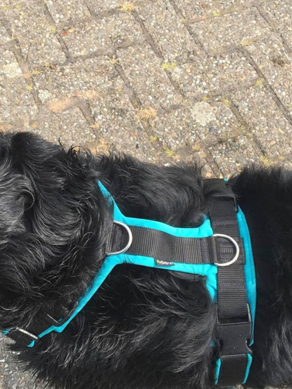 Harness comfort plus - turquoise