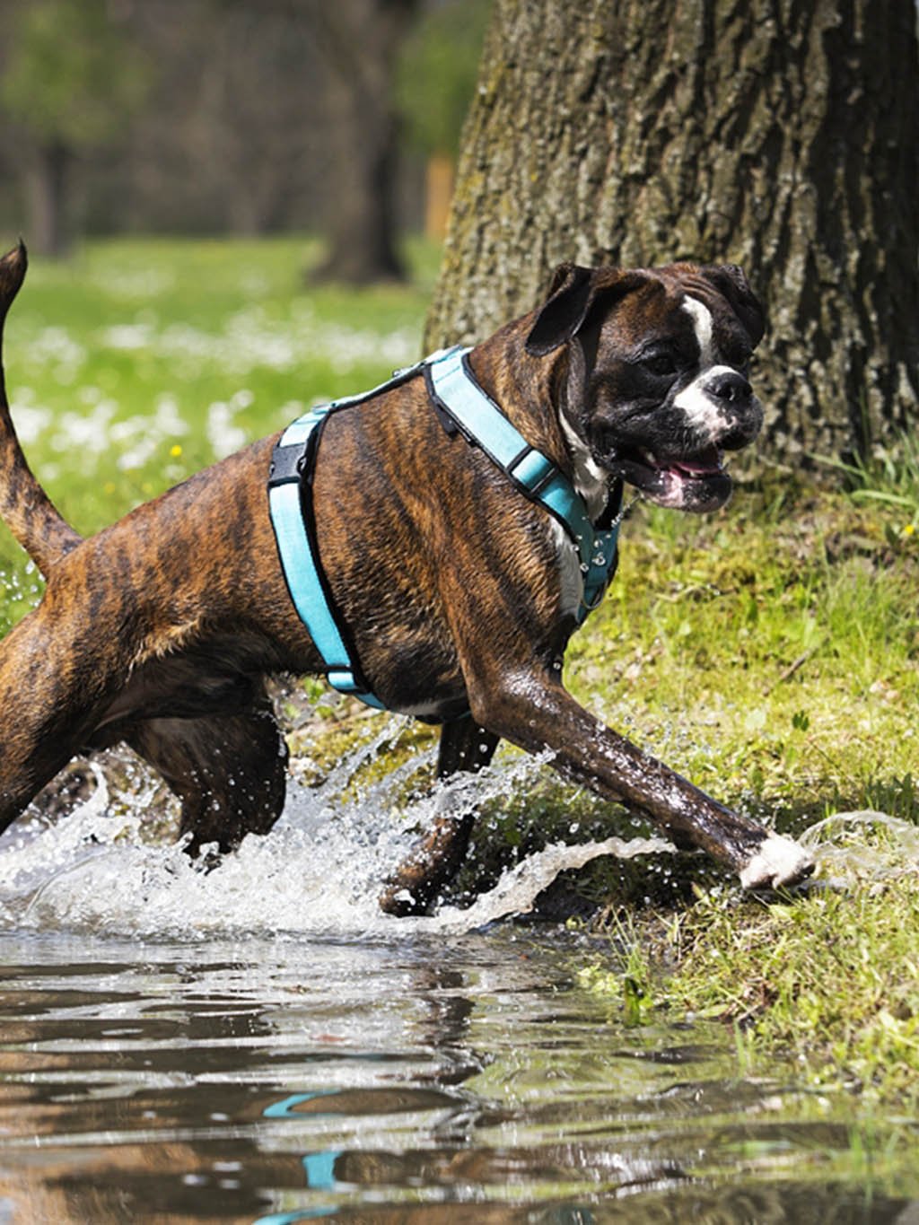 Comfort plus harnas - turquoise met pootjes 4dox