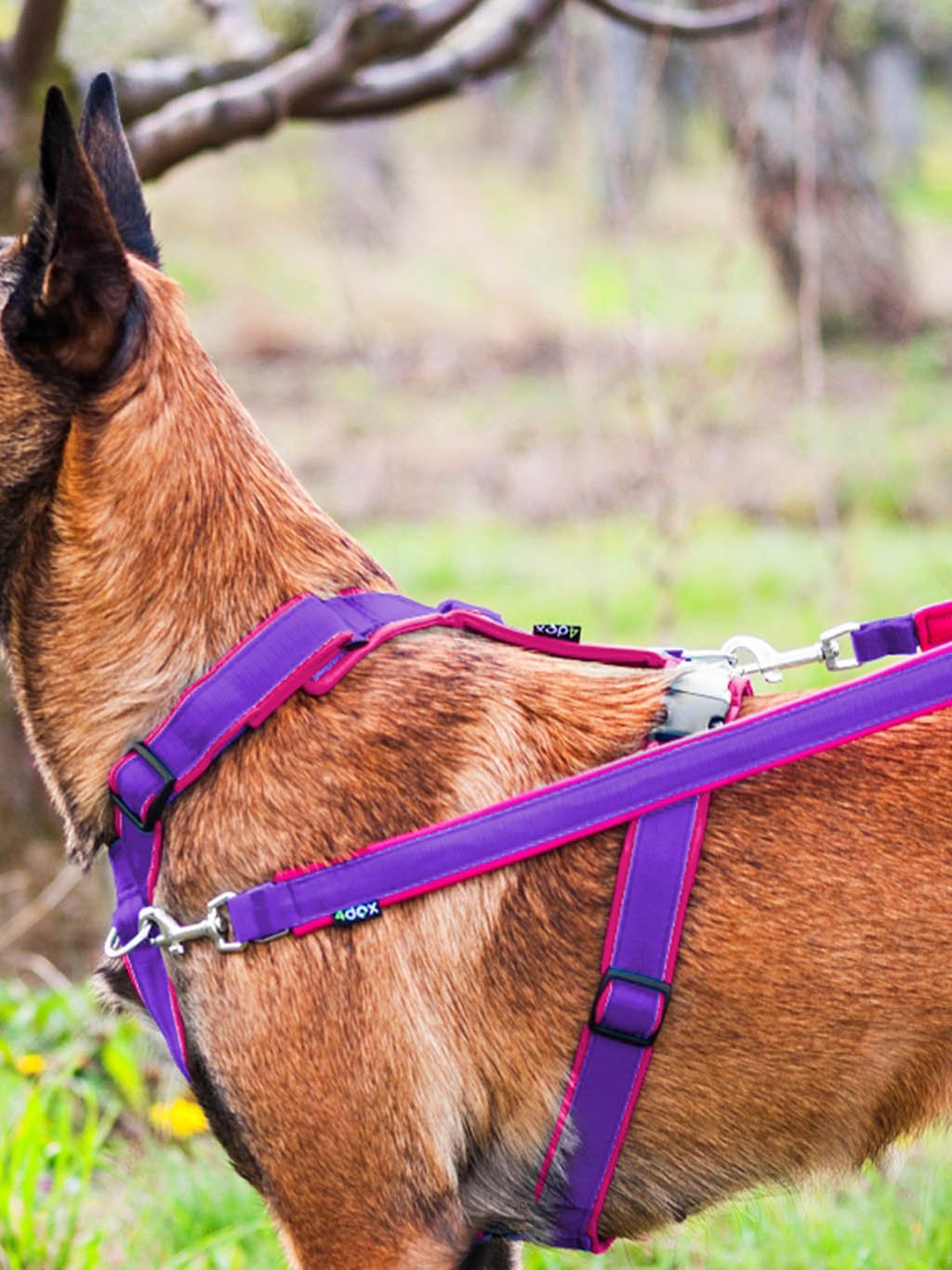 Switching leash - PURPLE-PINK