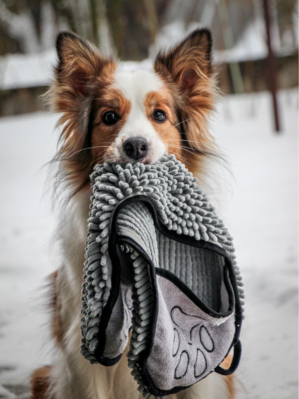 Dog body towel