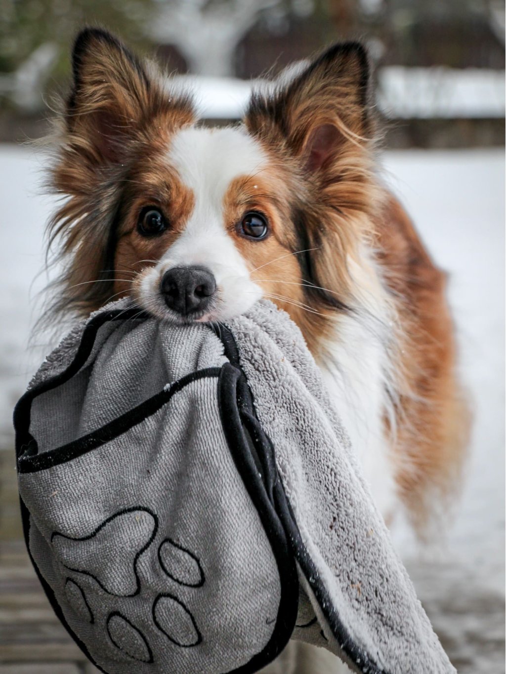 Towel for dog paws