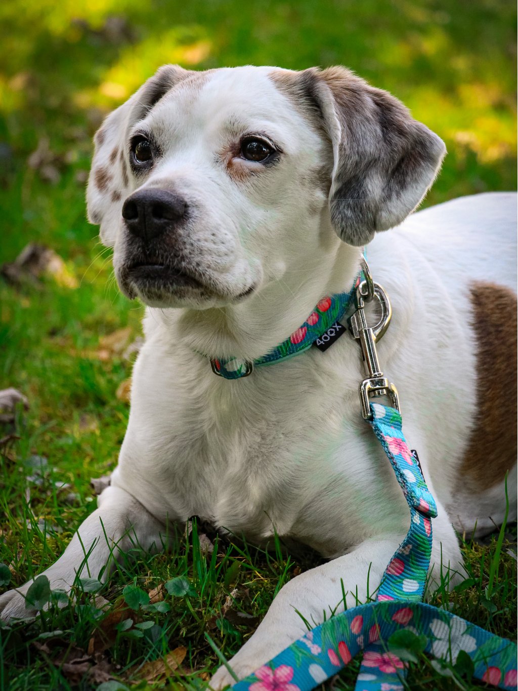 leash TULIP 4dox