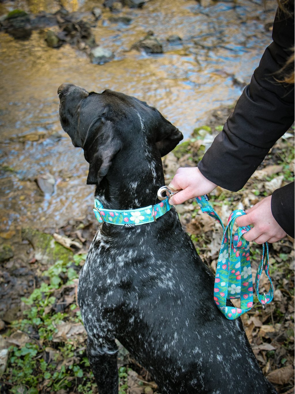 leash TULIP 4dox