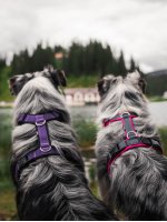 Harnesses Comfort Plus-customized