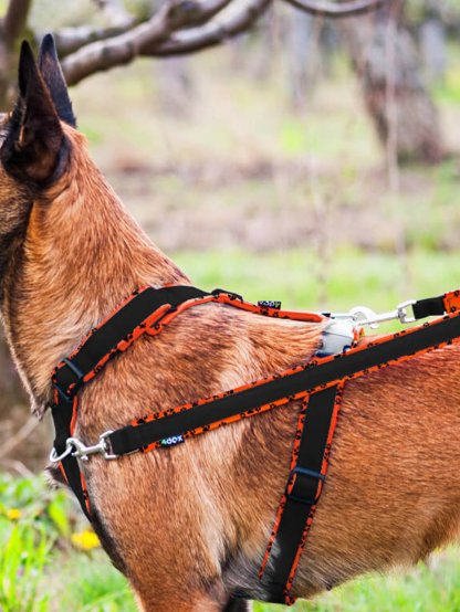 switching leash - neon orange with paws 2