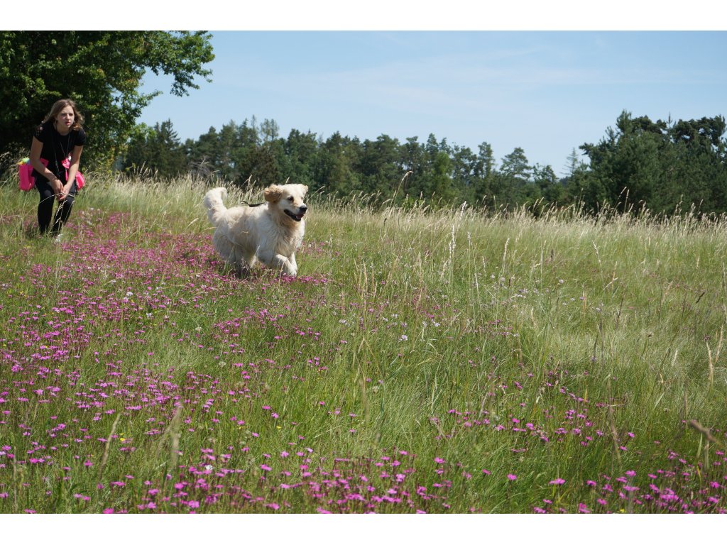 Bracco Trainingsrock / Kilt- verschiedene Größen, Signalrosa/Blumen