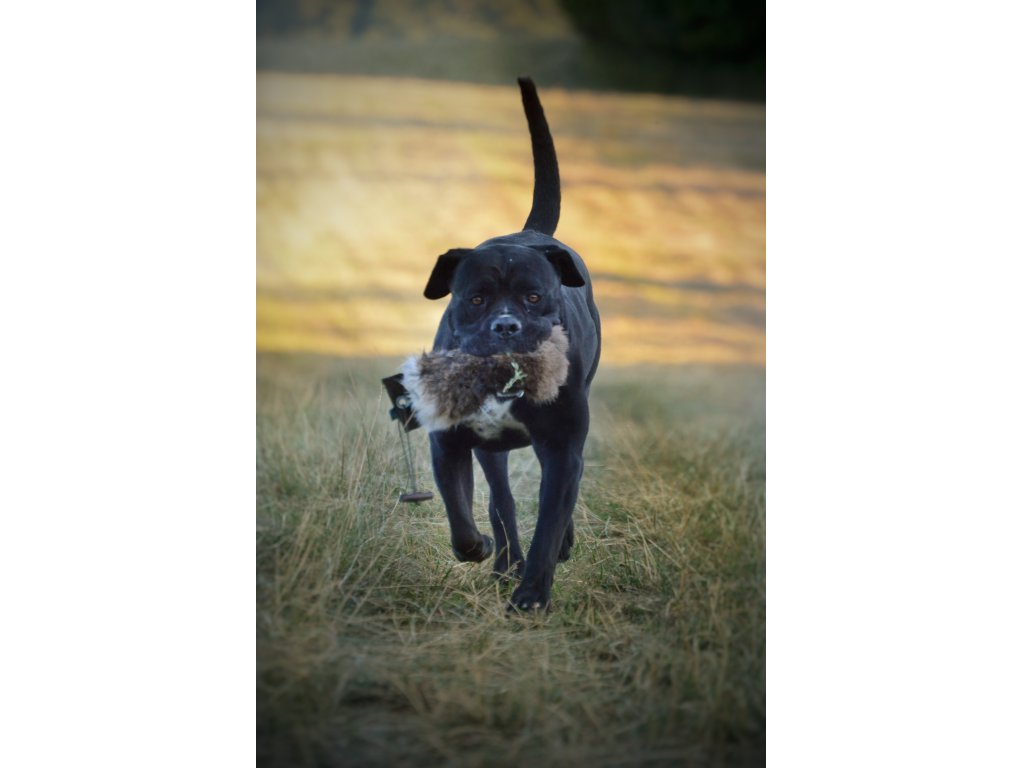 Bracco Dummy celokožešinový 2, váhy 250 g, 500 g, 1000 g - premium quality