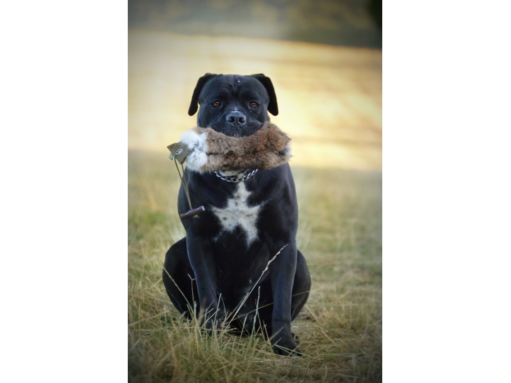 Bracco Dummy celokožešinový 2, váhy 250 g, 500 g, 1000 g - premium quality