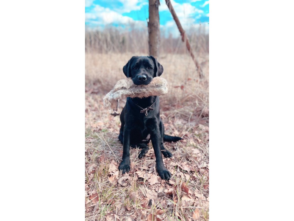 Bracco Dummy celokožešinový, váhy 250 g, 500 g, 1000 g- premium quality