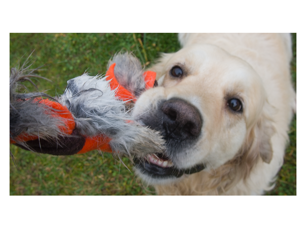 Bracco fleece hundespielzeug mit Fell 50 cm, verschiedene Farben