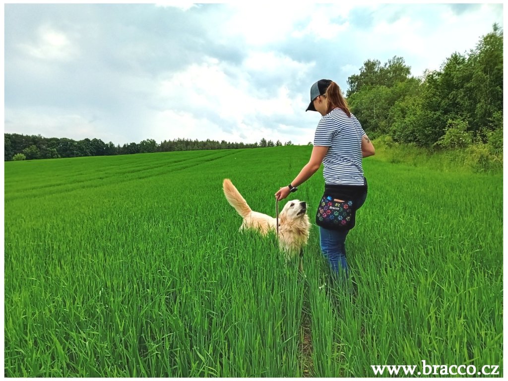 Bracco-Gürtel für Hundetraining und andere Hobbys, Schwarz/Distel - verschiedene Größen