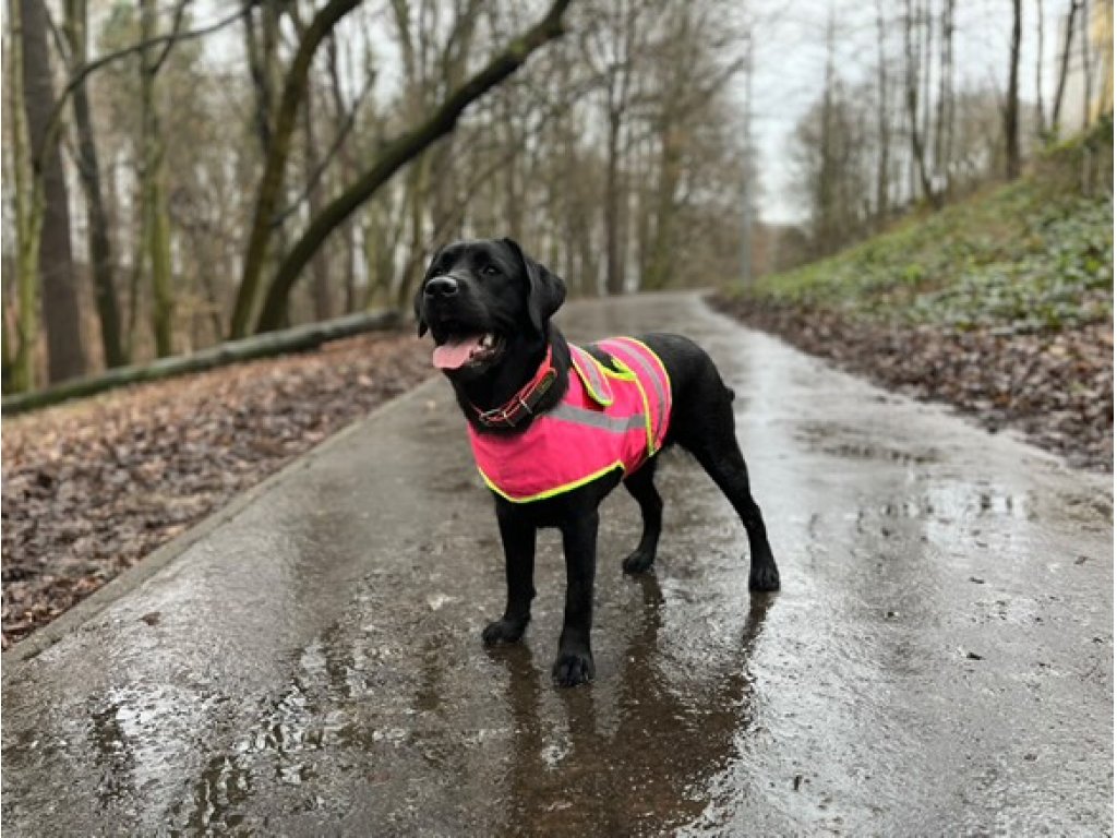 Bracco Signální vesta pro psa růžová (jméno psa, telefonní číslo) 