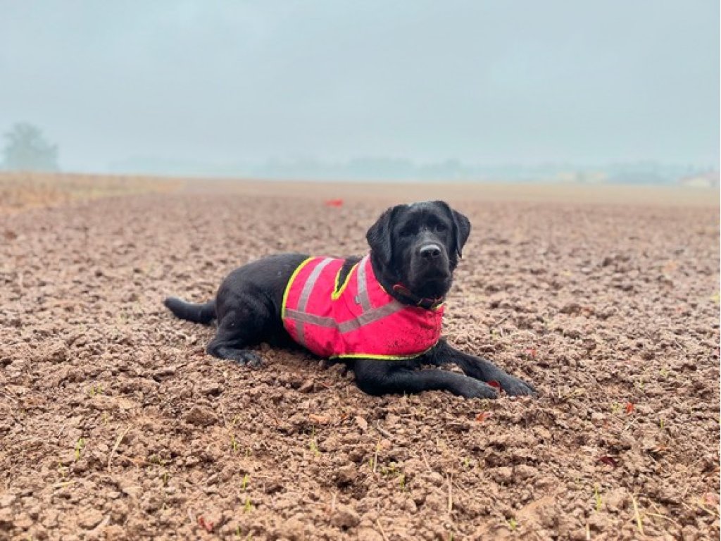 Bracco Signální vesta pro psa růžová (jméno psa, telefonní číslo) 