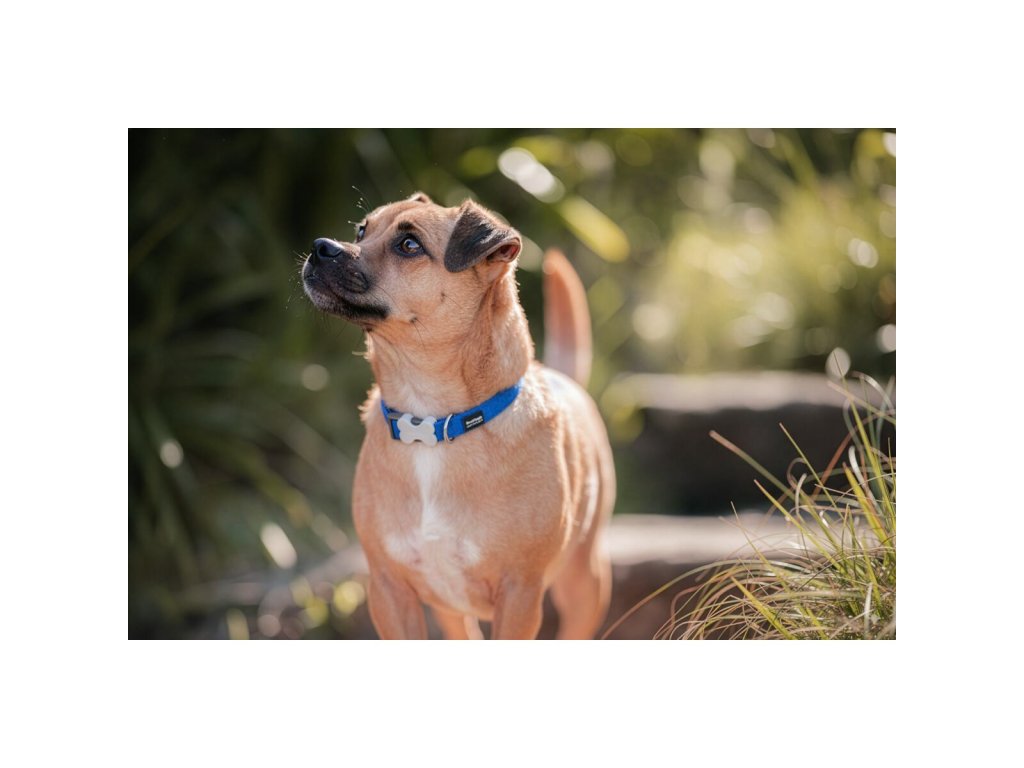 Red Dingo obojek polstrovaný L – Electric Blue – 20 mm x 41-68 cm