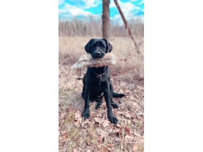 Bracco Dummy celokožešinový, váhy 250 g, 500 g, 1000 g- premium quality 2