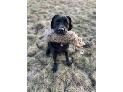 Bracco Dummy celokožešinový, váhy 250 g, 500 g, 1000 g- premium quality