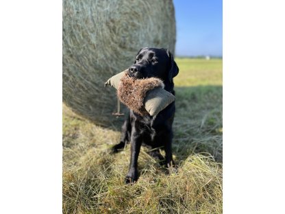 Bracco Dummy khaki s kožešinou, 1200 g, 2000 g, 2500 g, 3000 g