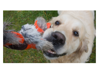 Bracco fleece hundespielzeug mit Fell 50 cm, verschiedene Farben