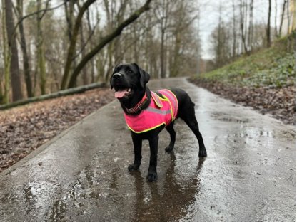 Bracco Signální vesta pro psa růžová (jméno psa, telefonní číslo) 