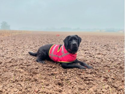 Bracco Signální vesta pro psa růžová (jméno psa, telefonní číslo) 