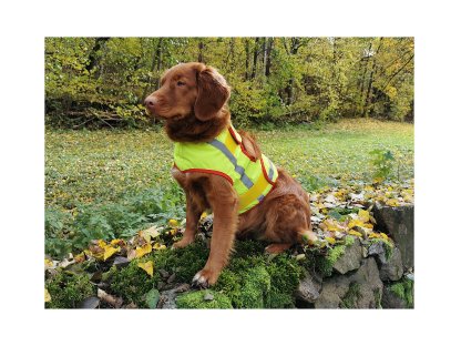 Bracco Signal Hundeweste, Gelb (Name des Hundes, Telefonnummer) 2