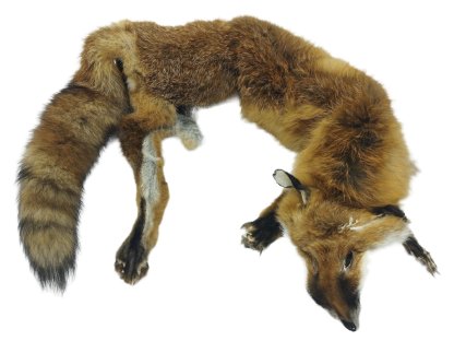 Bracco třídílný liščí aport celokožešinový- 6 kg, premium quality