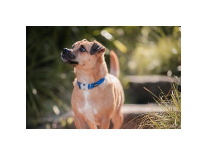 Red Dingo Padded Collar S – Red – 15 mm x 24-37 cm 2