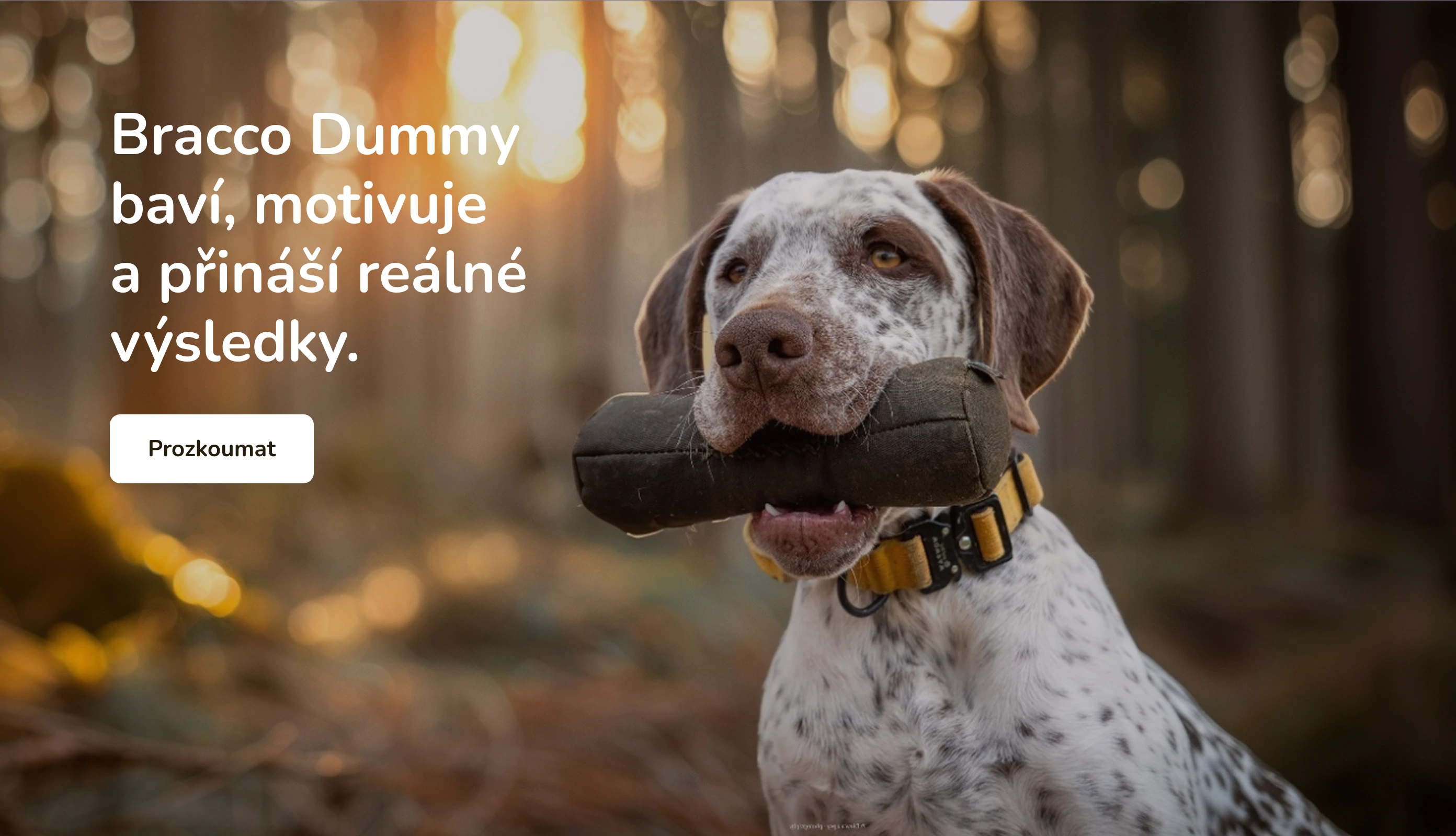 Bracco dummy baví