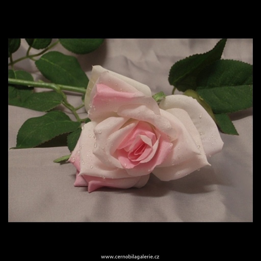 Růže pink - cernobilagalerie