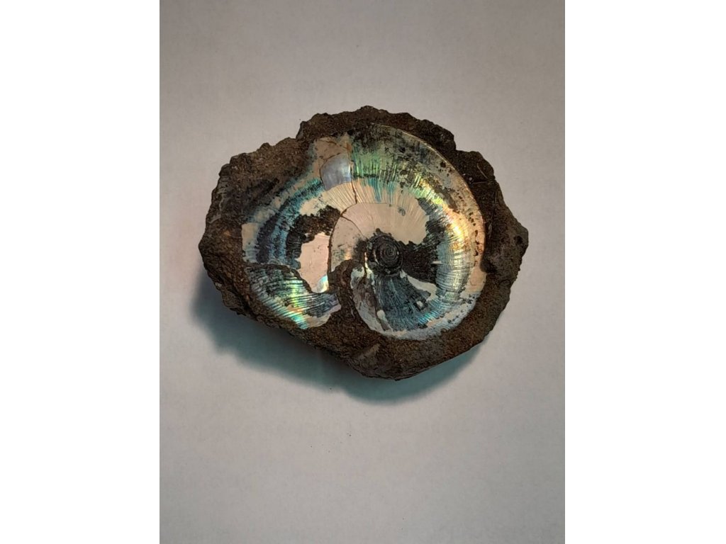 Ammonite/Amonite Fossilie/Fossil 6,5cm