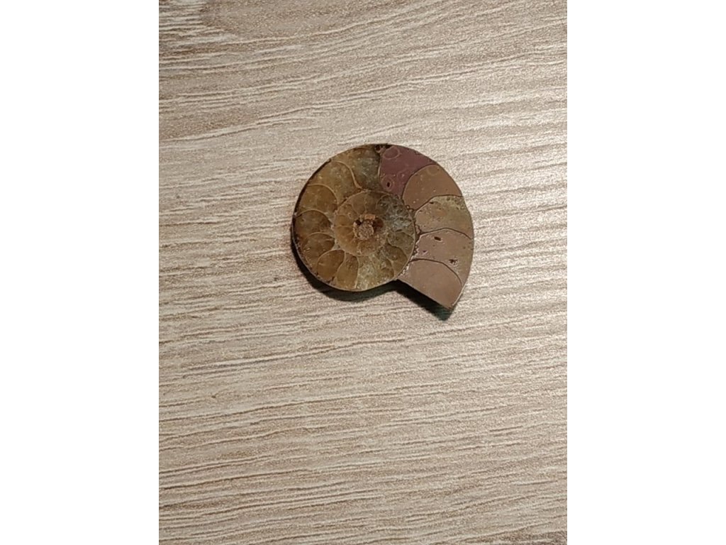 Ammonite Fossilie 2-3cm preis für 1 Stück