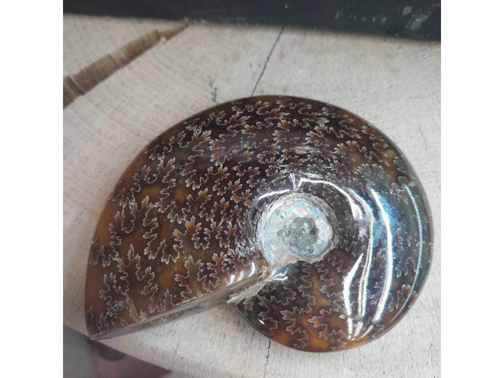 Ammonite Fossilie -  cely - Madagaskar - 9cm