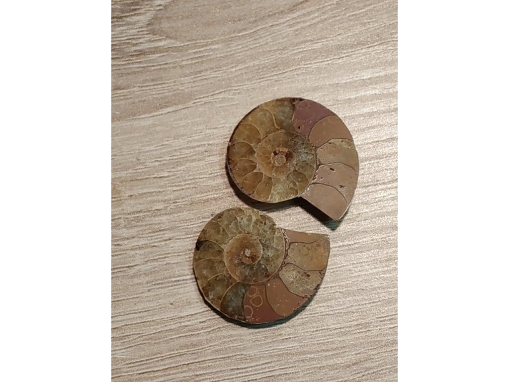 Ammonite Fossilie 3cm paar